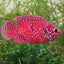 BALOON JEWEL CICHLIDS 4-5