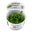 TROPICA HYDROCOTYLE TRIPARTITA