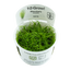 TROPICA ELEOCHARIS ACICULARIS