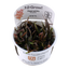 TROPICA HYGROPHILA LANCEA
