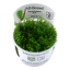 TROPICA TAXIPHYLLUM SPIKY