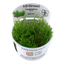 TROPICA TAXIPHYLLUM FLAME