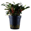 TROPICA BUCEPHALANDRA SP RED