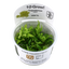 TROPICA POGOSTEMON HELFERI