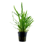TROPICA MICROSORUM NARROW