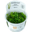 TROPICA ROTALA ROTUNDIFOLIA GREEN
