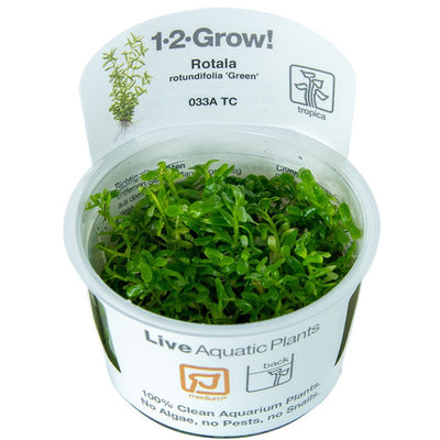 TROPICA ROTALA ROTUNDIFOLIA GREEN