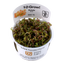 TROPICA ROTALA ROTINDIFOLIA HRA