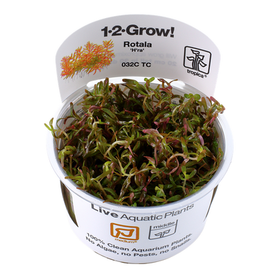 TROPICA ROTALA ROTINDIFOLIA HRA