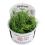 TROPICA JUNCUS REPENS