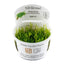 TROPICA VESICULARIA WEEPING