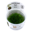 TROPICA RICCIA FLUITANS