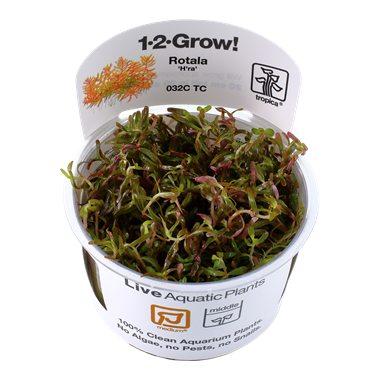 TROPICA ROTALA ROTUNDIFOLIA H'RA