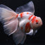 ORANDA MIX 12-15cm