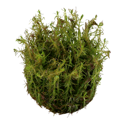 TROPICA ROTALA WALLICHII