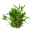 TROPICA CRYPTOCIRYNE WENDTII GREEN
