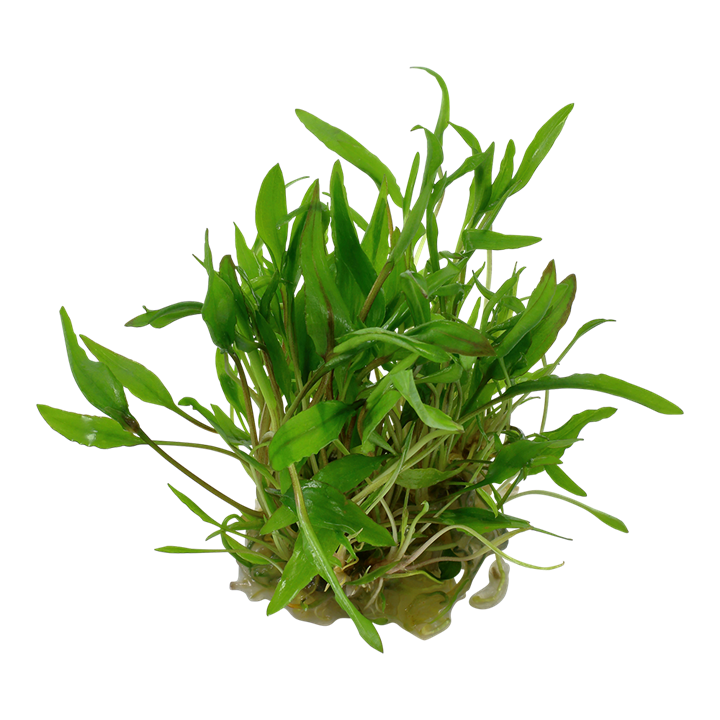 TROPICA CRYPTOCIRYNE WENDTII GREEN