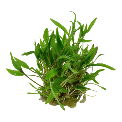 TROPICA CRYPTOCIRYNE WENDTII GREEN