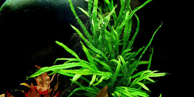 Tropica Microsorum pteropus 'Trident'