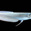 SILVER AROWANA 20-25cm