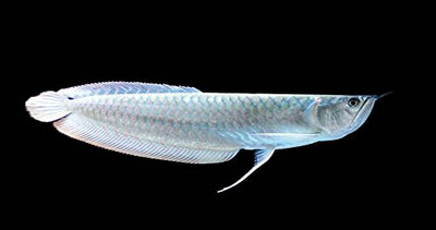 SILVER AROWANA 20-25cm