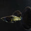 METAL BLACK SPECIAL GUPPY PAIR