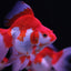 RYUKIN GOLDFISH