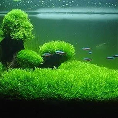 ROTALA RICCIA FLUITANS