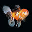 ORANDA Fish mix 8cm