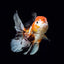 ORANDA gold mix Big size 10-12cm