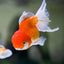 ORANDA gold mix Big size 10-12cm