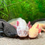 AXOLOTL