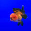 ORANDA gold mix Big size 10-12cm