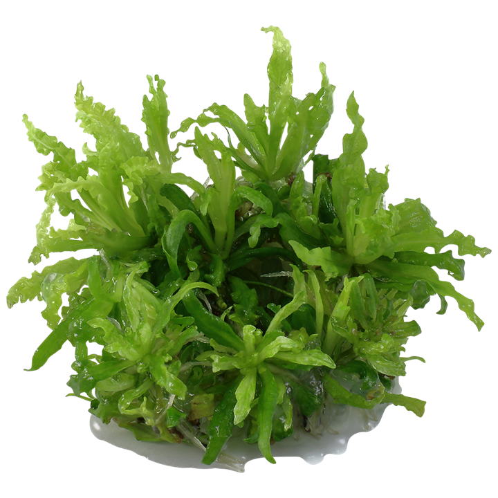 TROPICA POGOSTEMON HELFERI