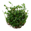 TROPICA MARCILEA MINUTA