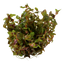 TROPICA ROTALA MACRANDRA
