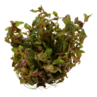 TROPICA ROTALA MACRANDRA