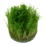 TROPICA TAXIPHYLLUM SPIKY