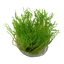 TROPICA TAXIPHYLLUM FLAME