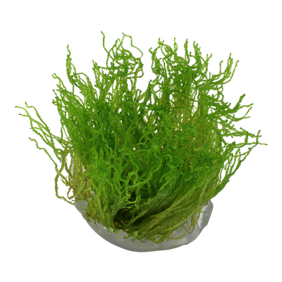 TROPICA TAXIPHYLLUM FLAME
