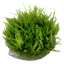 TROPICA VESICULARIA WEEPING
