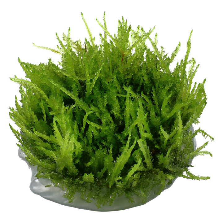 TROPICA VESICULARIA WEEPING