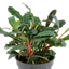 TROPICA BUCEPHALANDRA SP RED