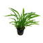 TROPICA MICROSORUM NARROW