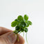 TROPICA ANUBIAS MINI COIN