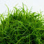 TROPICA ELEOCHARIS ACICULARIS