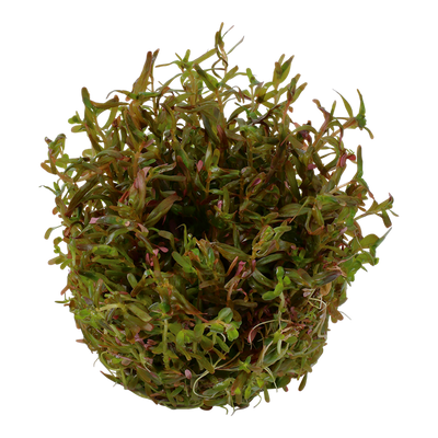 TROPICA ROTALA ROTINDIFOLIA HRA