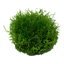 TROPICA RICCIA FLUITANS
