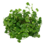 TROPICA HYDROCOTYLE TRIPARTITA