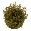 TROPICA ROTALA ROTUNDIFOLIA H'RA